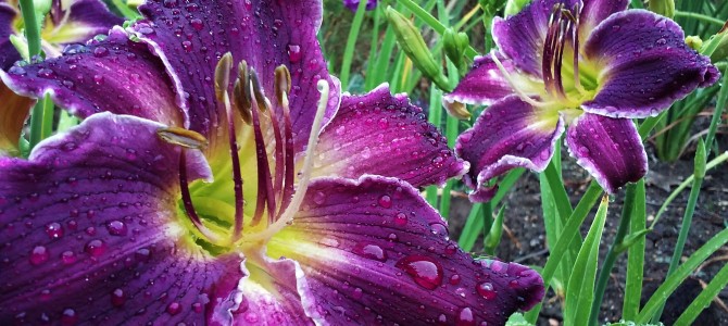 What Do You Want in a Daylily? What Do You Want in a Daylily?
